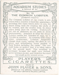 The Common Lobster.