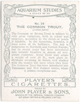 The Common Trout.