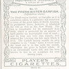 The Fresh-water Garfish.