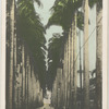 Rue Paysandu, Rio de Janeiro.
