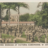 Natives Working at Victoria Cameroons, W. Africa.