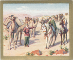 The Syrian Desert. A Camel Caravan.