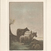Cattle.