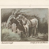 Study of an Old Horse.