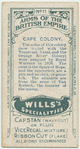 Cape Colony.