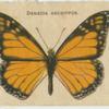 Danaida Archippus.