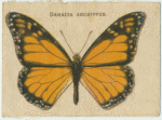 Danaida Archippus.