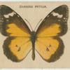 Danaida Petilia.