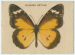 Danaida Petilia.