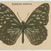 Danaida Hamata.