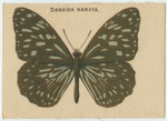 Danaida Hamata.