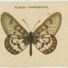 Acraea Andromacha.