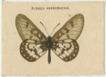 Acraea Andromacha.