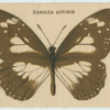 Danaida Affinis.