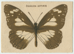 Danaida Affinis.