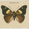 Euploea Corinna.