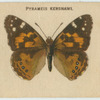 Pyrameis Kershawi.