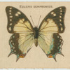 Eulepis Sempronius.
