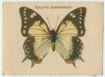 Eulepis Sempronius.