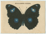Hypolimnas Nerina.