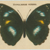Hypolimnas Nerina.
