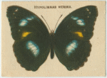 Hypolimnas Nerina.