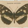 Phaedyma Shepherdi.