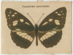 Phaedyma Shepherdi.