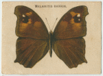 Melanitis Bankia.
