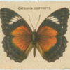 Cethosia Chrysippe.