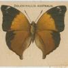 Doleschallia Australis.