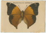 Doleschallia Australis.