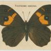 Tisiphone Abeona.