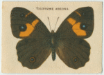 Tisiphone Abeona.