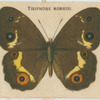 Tisiphone Morrisi.
