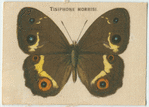 Tisiphone Morrisi.