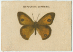 Hypocysta Euphemia.