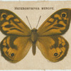 Heteronympha Merope.
