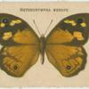 Heteronympha Merope.