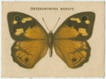 Heteronympha Merope.