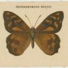 Heteronympha Banksi.