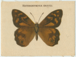 Heteronympha Banksi.