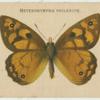 Heteronympha Philerope.