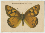 Heteronympha Philerope.