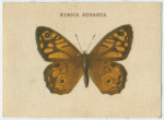 Xenica Achanta.