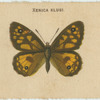Xenica Klugi.