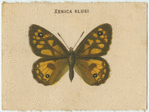 Xenica Klugi.
