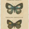 Candalides Absimilis, Candalides Xanthospilos.