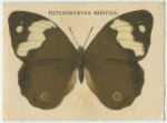 Heteronympha Mirifica.