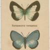 Thysonotis Taygetus.